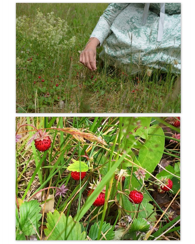 The wild strawberry patch